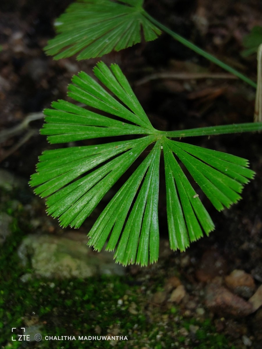 Actiniopteris radiata  (Sw.) Link