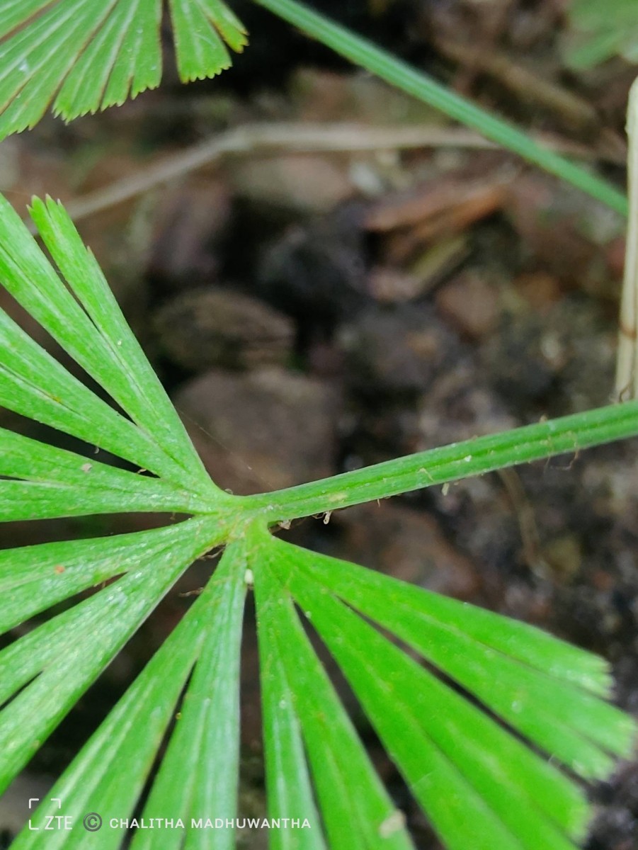 Actiniopteris radiata  (Sw.) Link