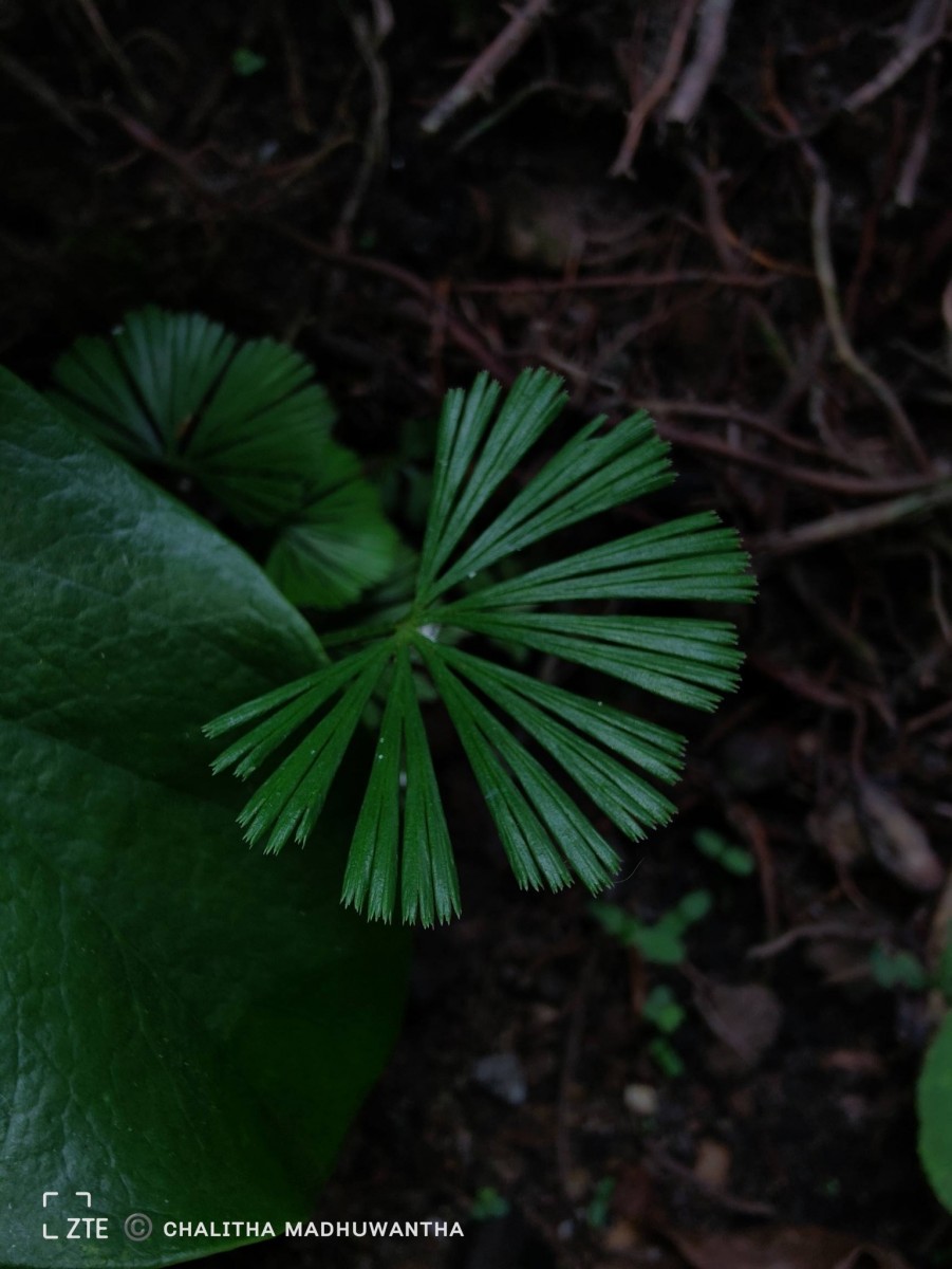 Actiniopteris radiata  (Sw.) Link