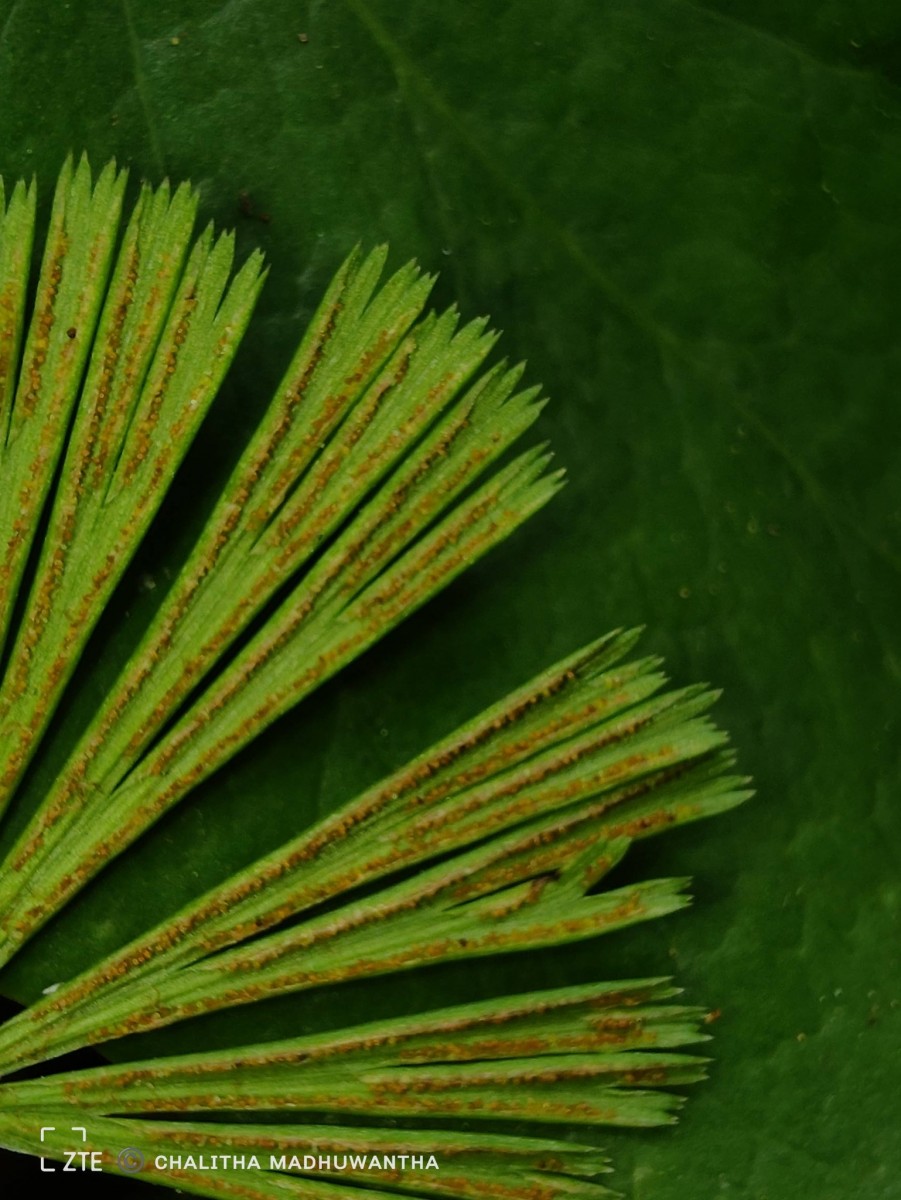 Actiniopteris radiata  (Sw.) Link
