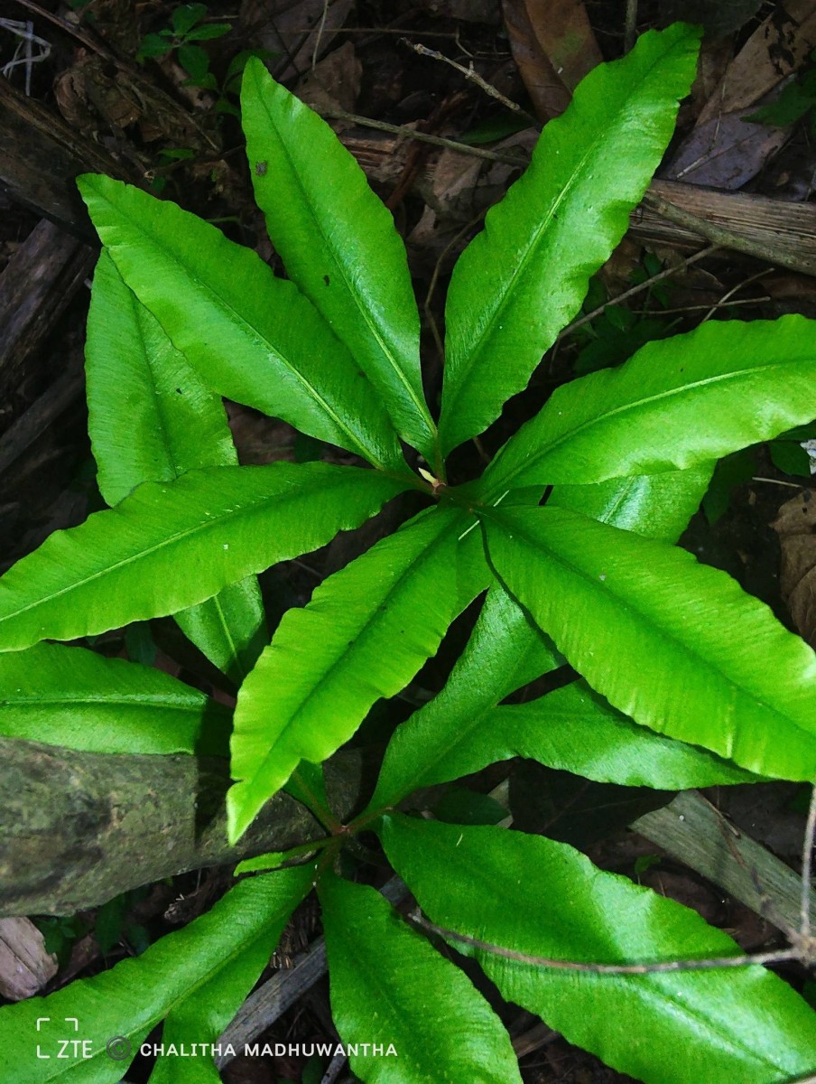 Helminthostachys zeylanica  (L.) Hook.