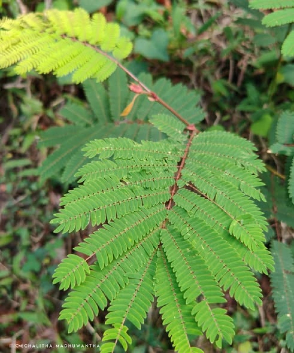 Albizia chinensis (Osbeck) Merr.
