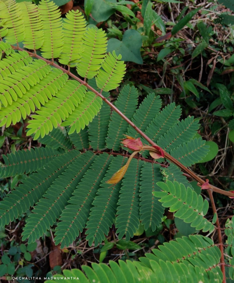 Albizia chinensis (Osbeck) Merr.