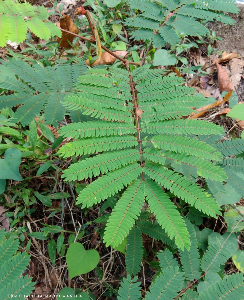 Albizia chinensis (Osbeck) Merr.