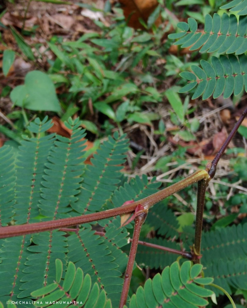 Albizia chinensis (Osbeck) Merr.