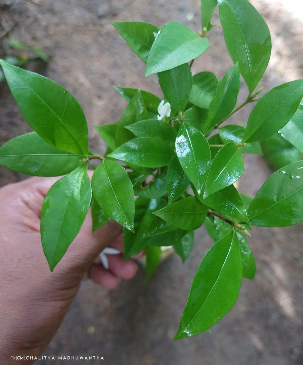 Coffea travancorensis Wight & Arn.