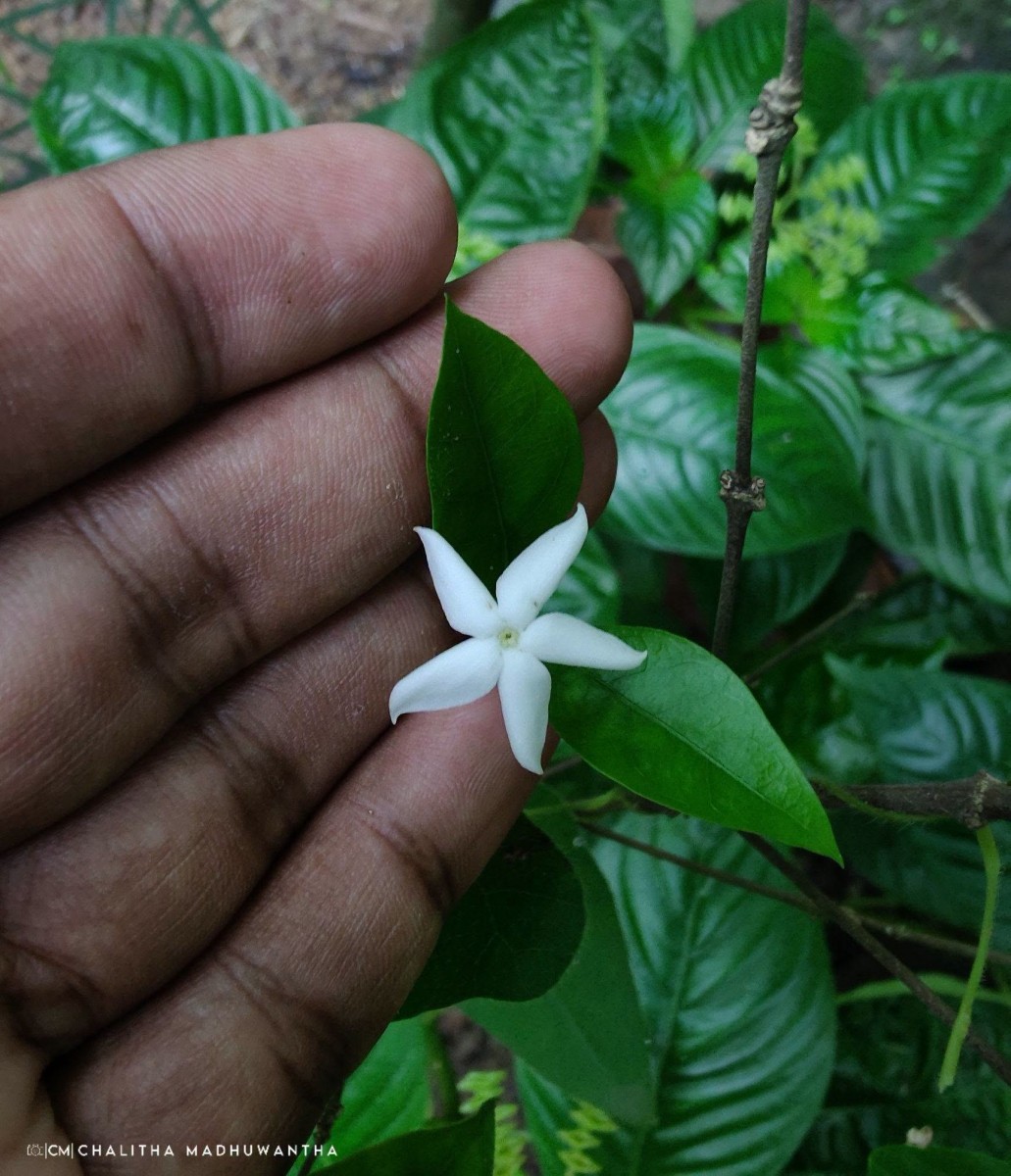 Coffea travancorensis Wight & Arn.