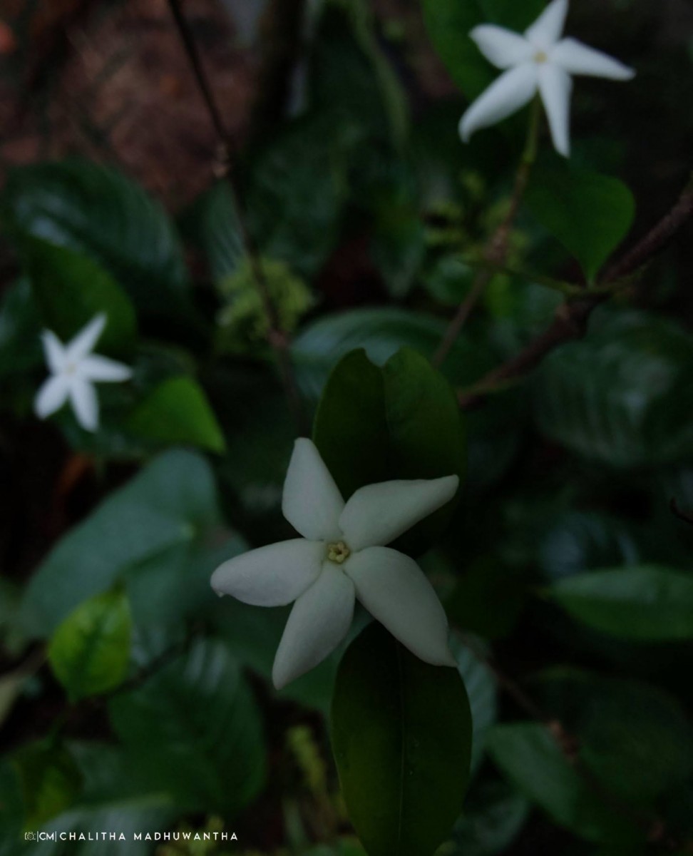 Coffea travancorensis Wight & Arn.