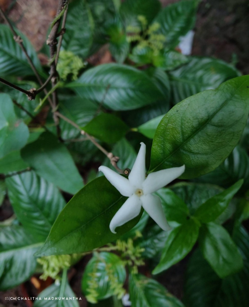 Coffea travancorensis Wight & Arn.