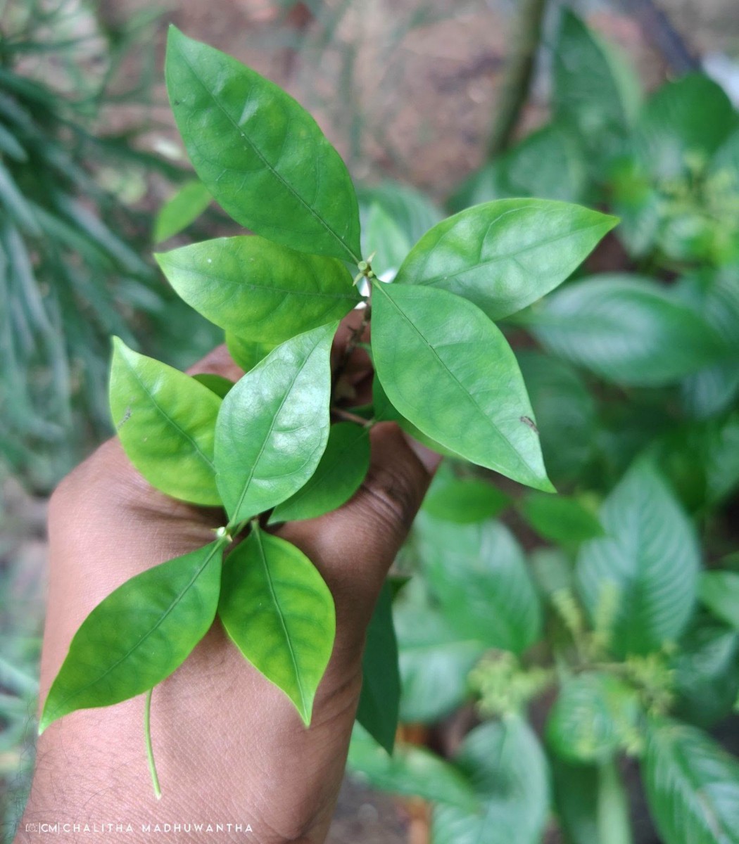 Coffea travancorensis Wight & Arn.