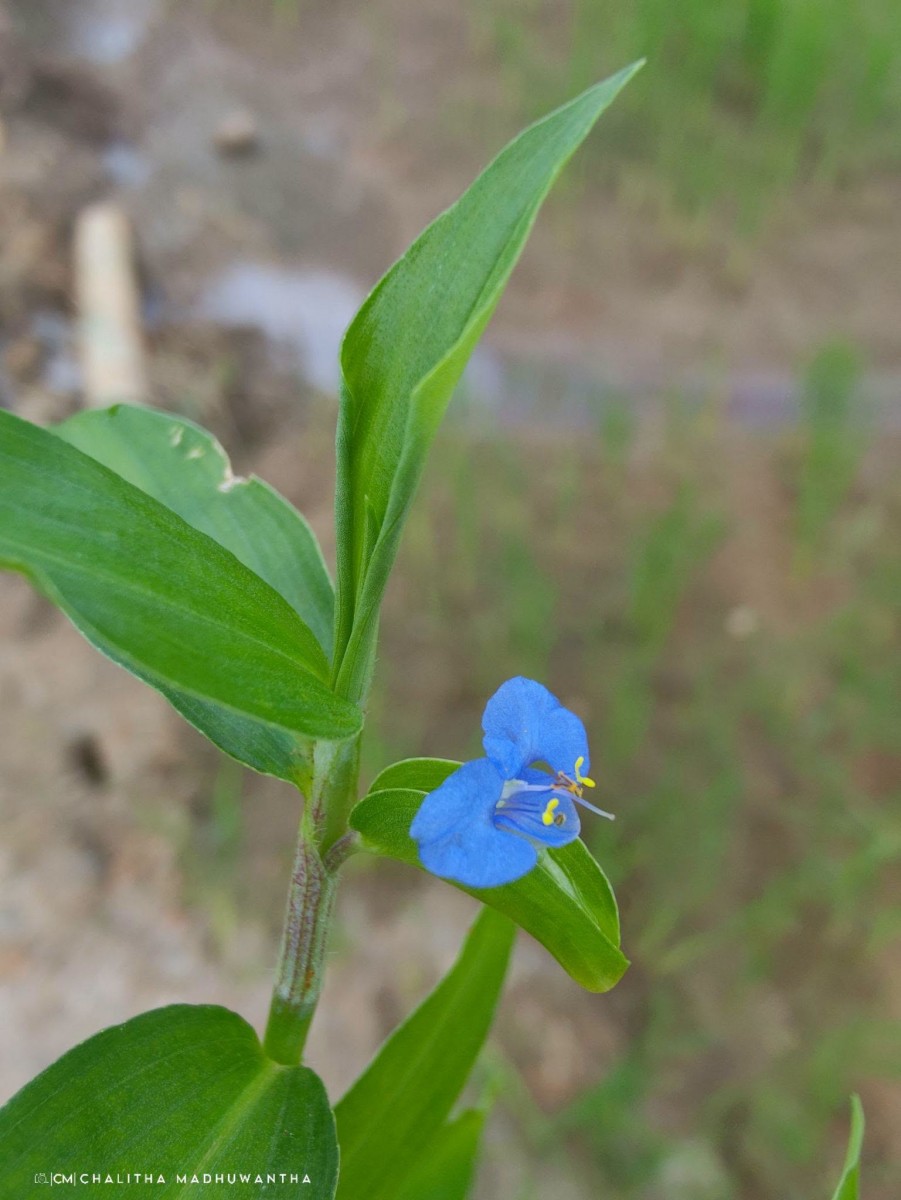 Commelina diffusa Burm.f.