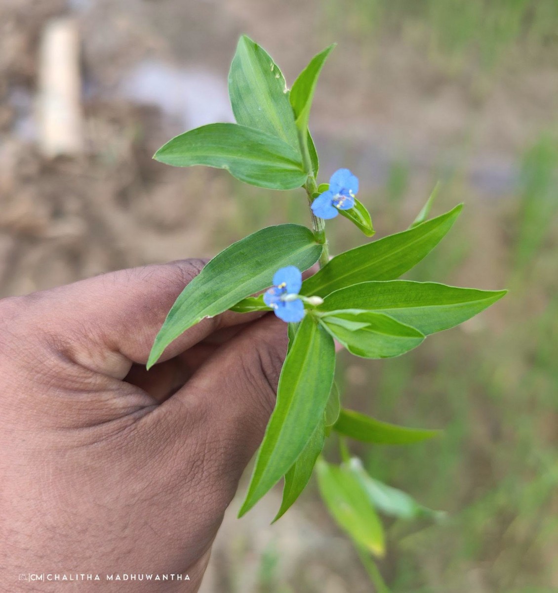 Commelina diffusa Burm.f.