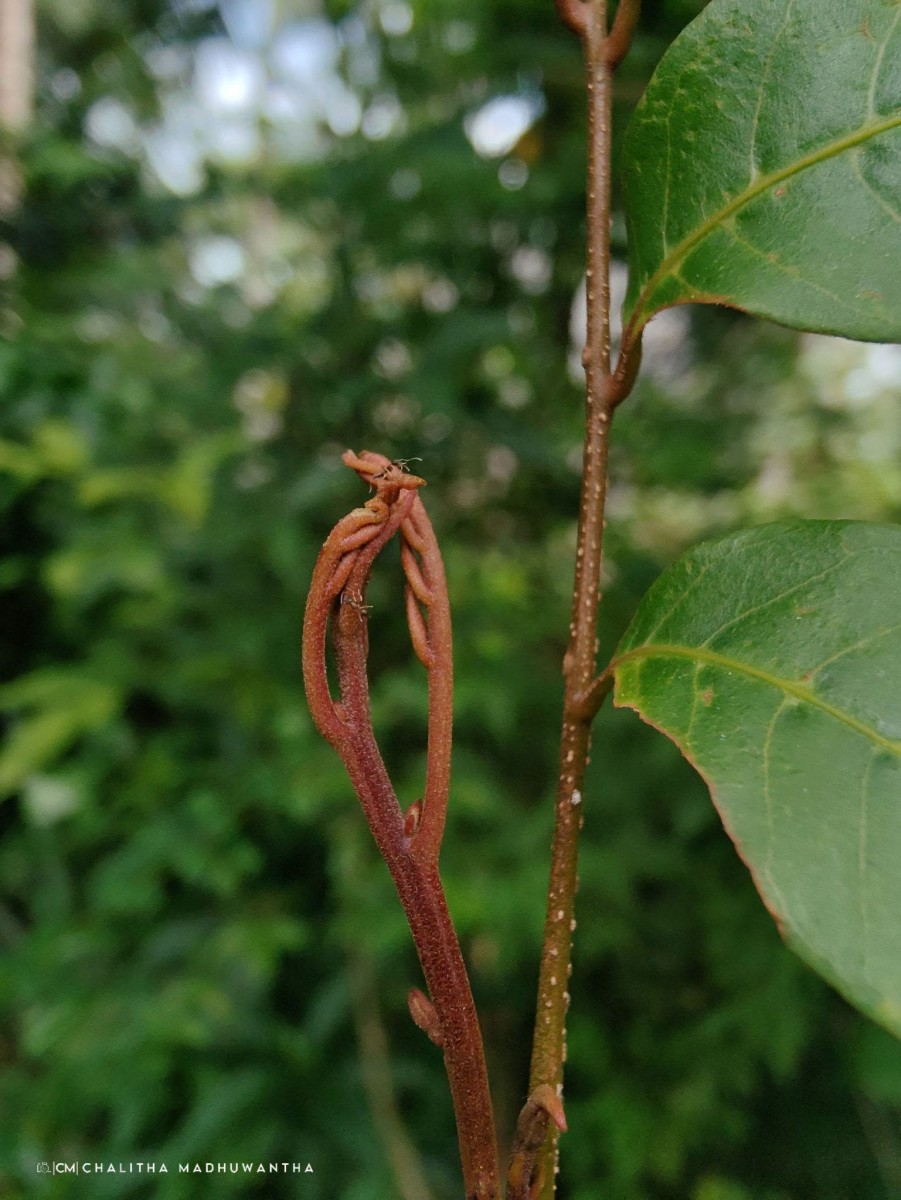 Dimocarpus longan Lour.
