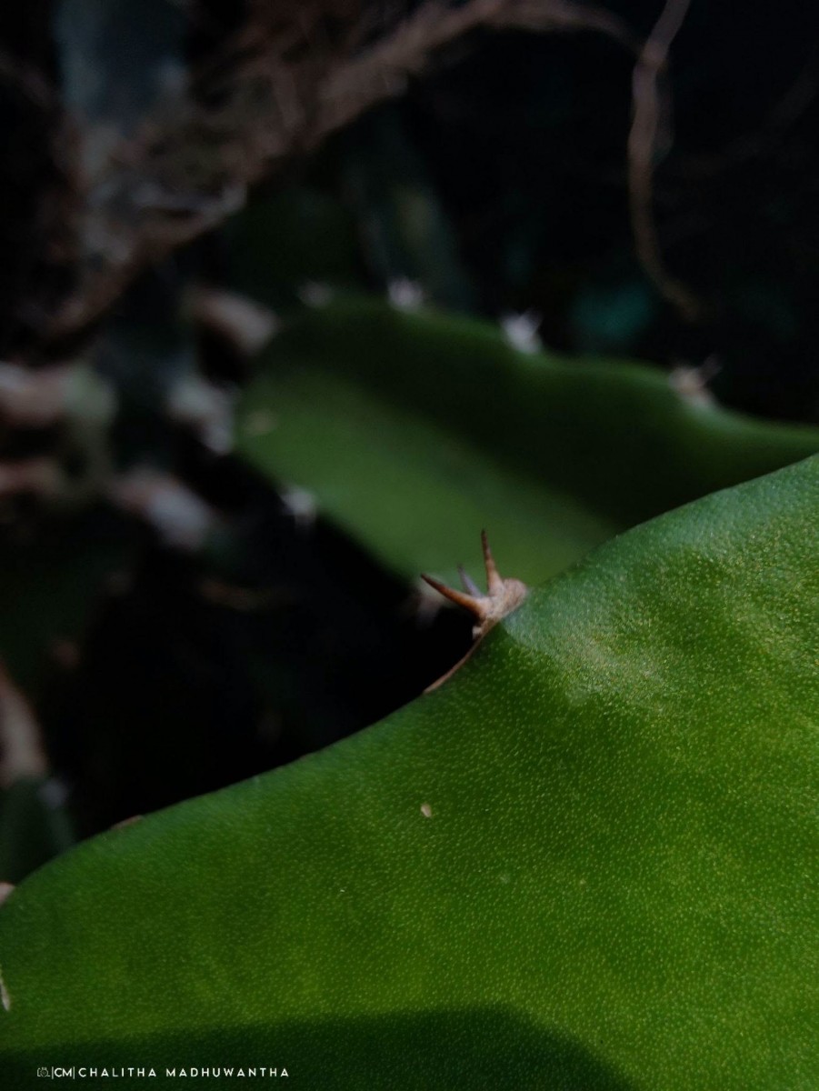Selenicereus undatus (Haw.) D.R.Hunt