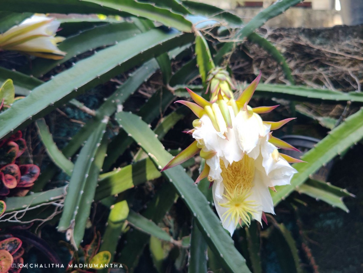 Selenicereus undatus (Haw.) D.R.Hunt