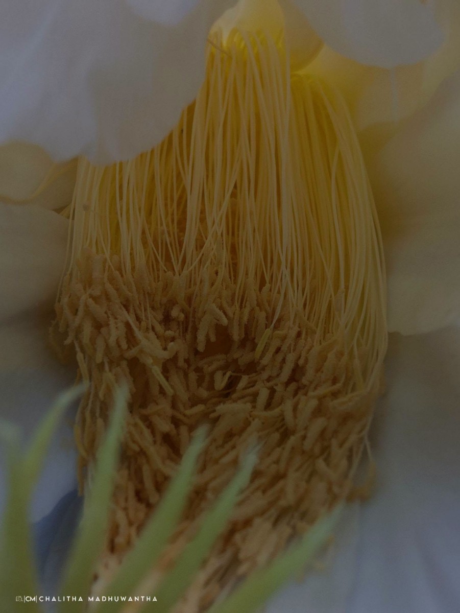 Selenicereus undatus (Haw.) D.R.Hunt