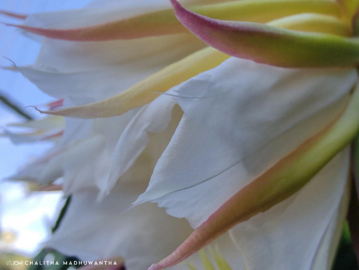 Selenicereus undatus (Haw.) D.R.Hunt