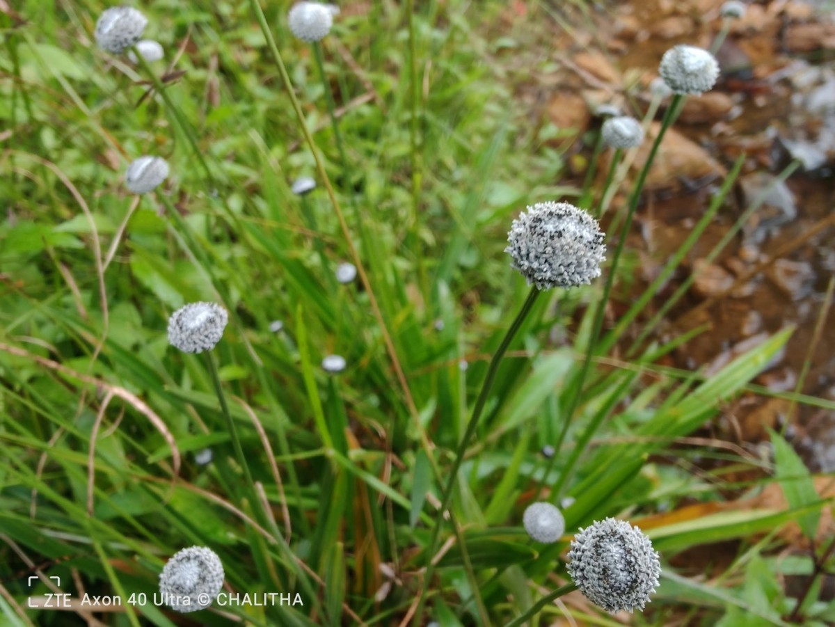 Eriocaulon brownianum Mart.