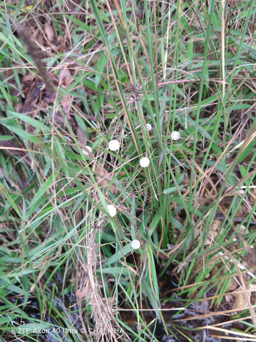 Eriocaulon brownianum Mart.