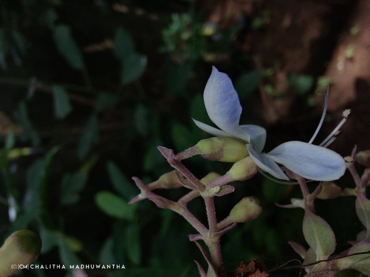 Rotheca serrata (L.) Steane & Mabb.