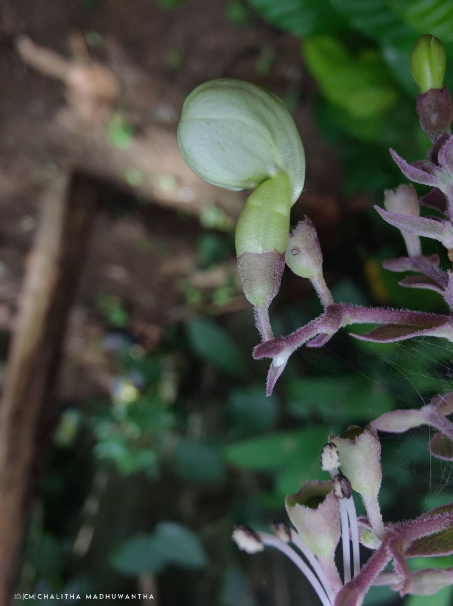 Rotheca serrata (L.) Steane & Mabb.