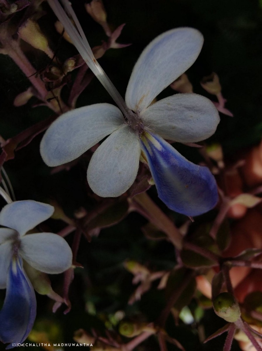 Rotheca serrata (L.) Steane & Mabb.