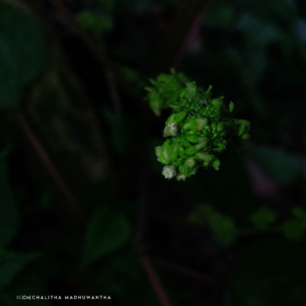 Laportea interrupta (L.) Chew