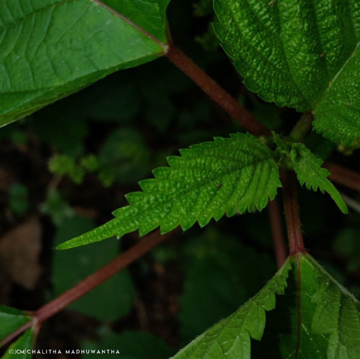 Laportea interrupta (L.) Chew