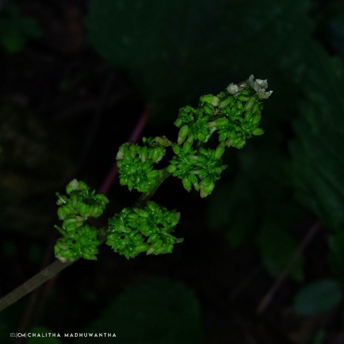 Laportea interrupta (L.) Chew