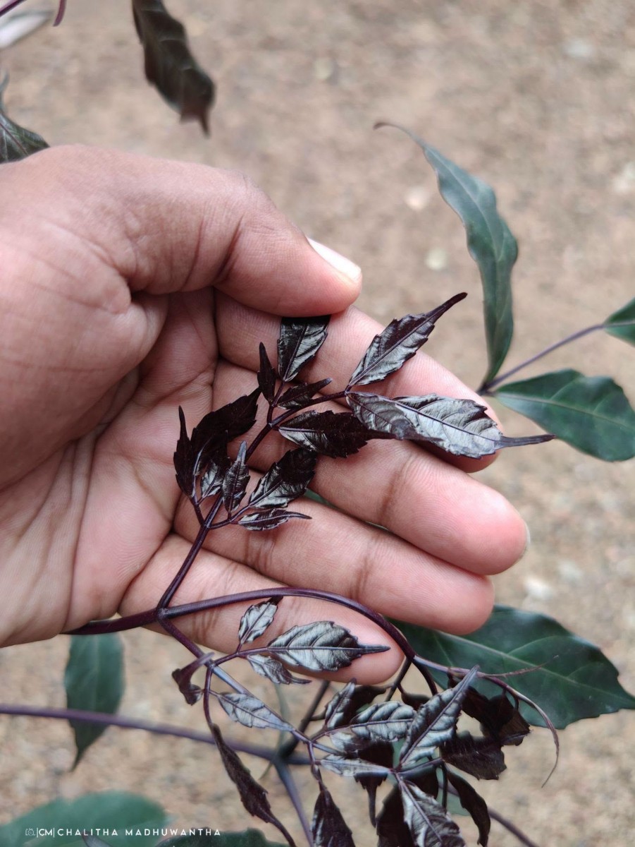Leea guineensis G.Don