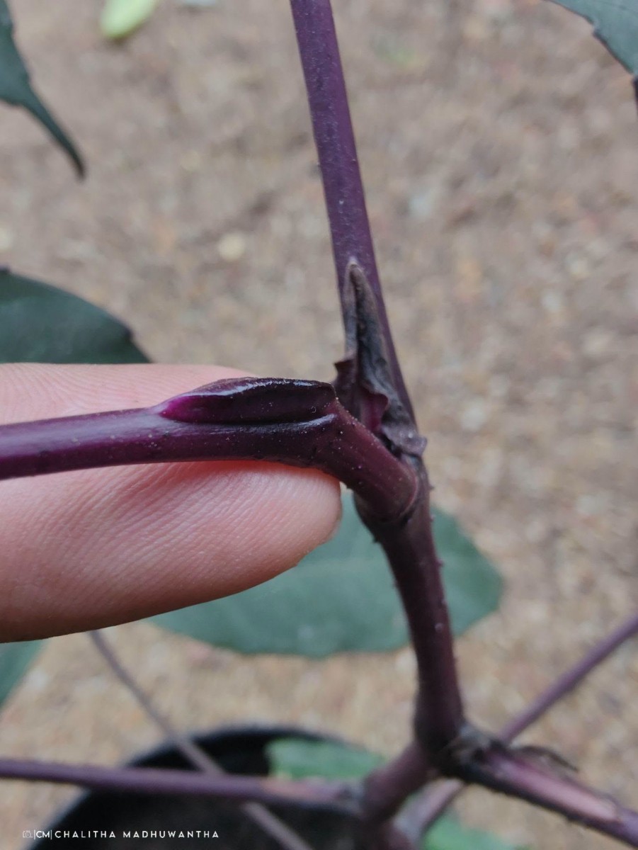 Leea guineensis G.Don