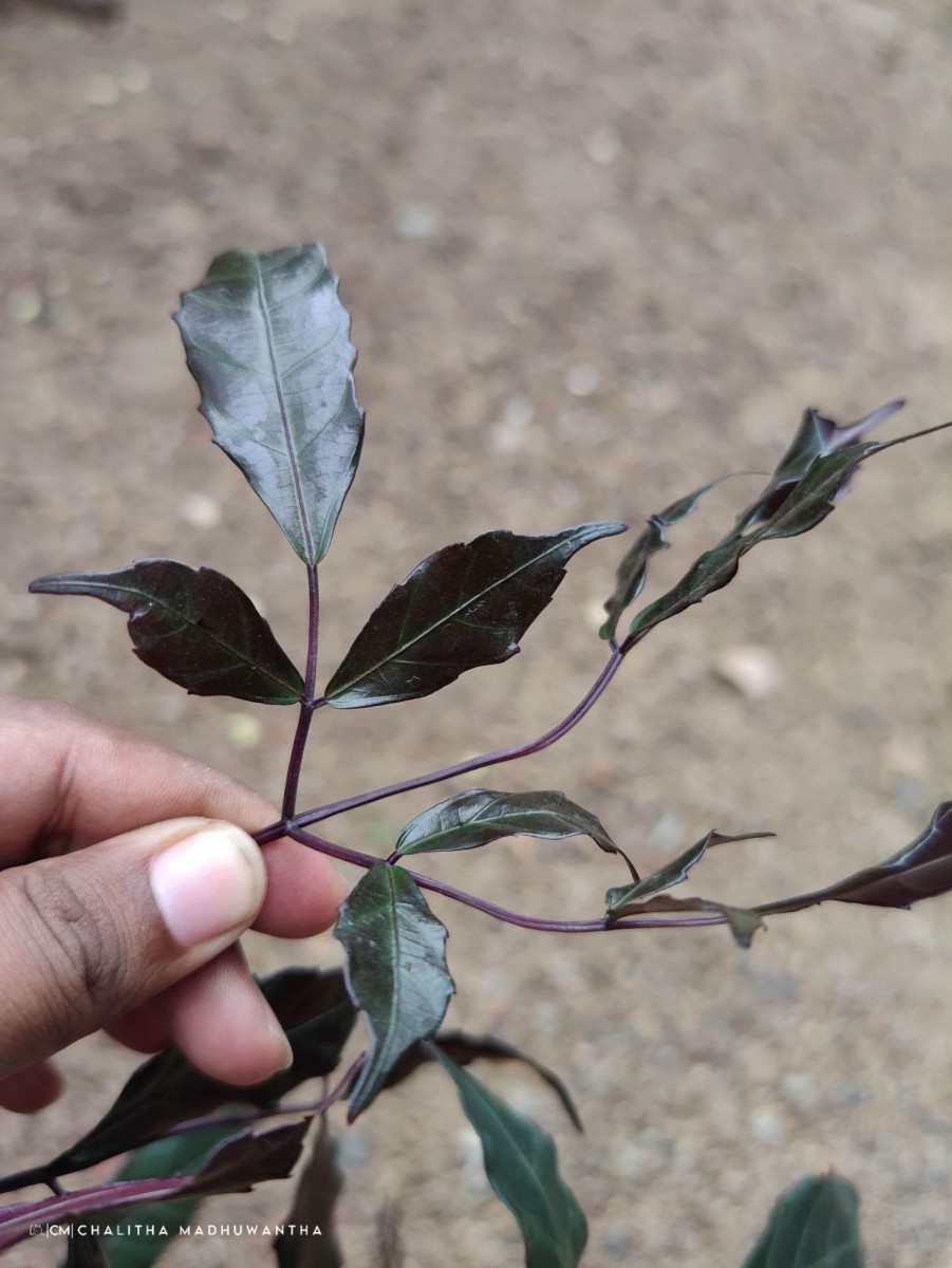 Leea guineensis G.Don