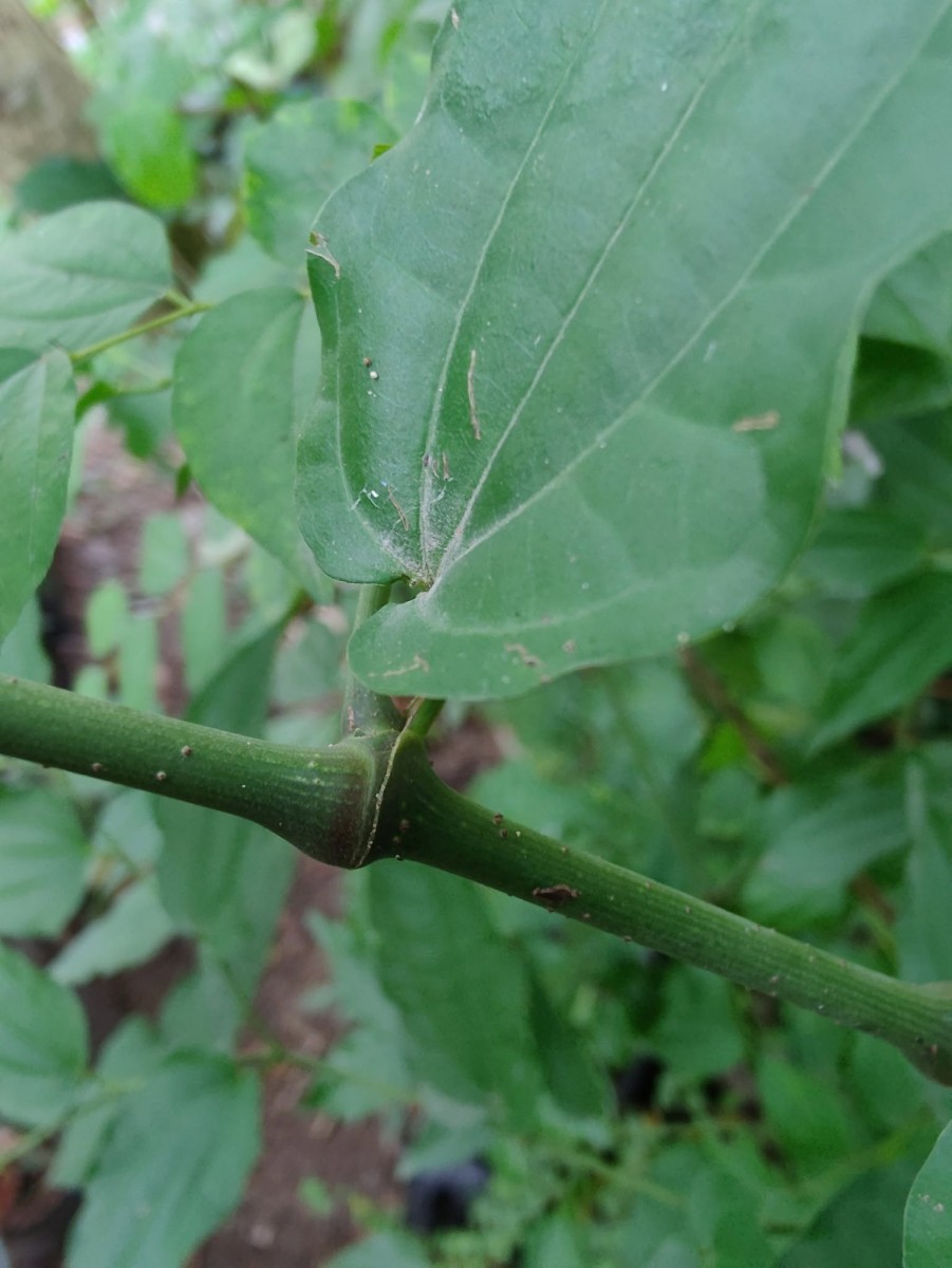Piper cubeba L.f.
