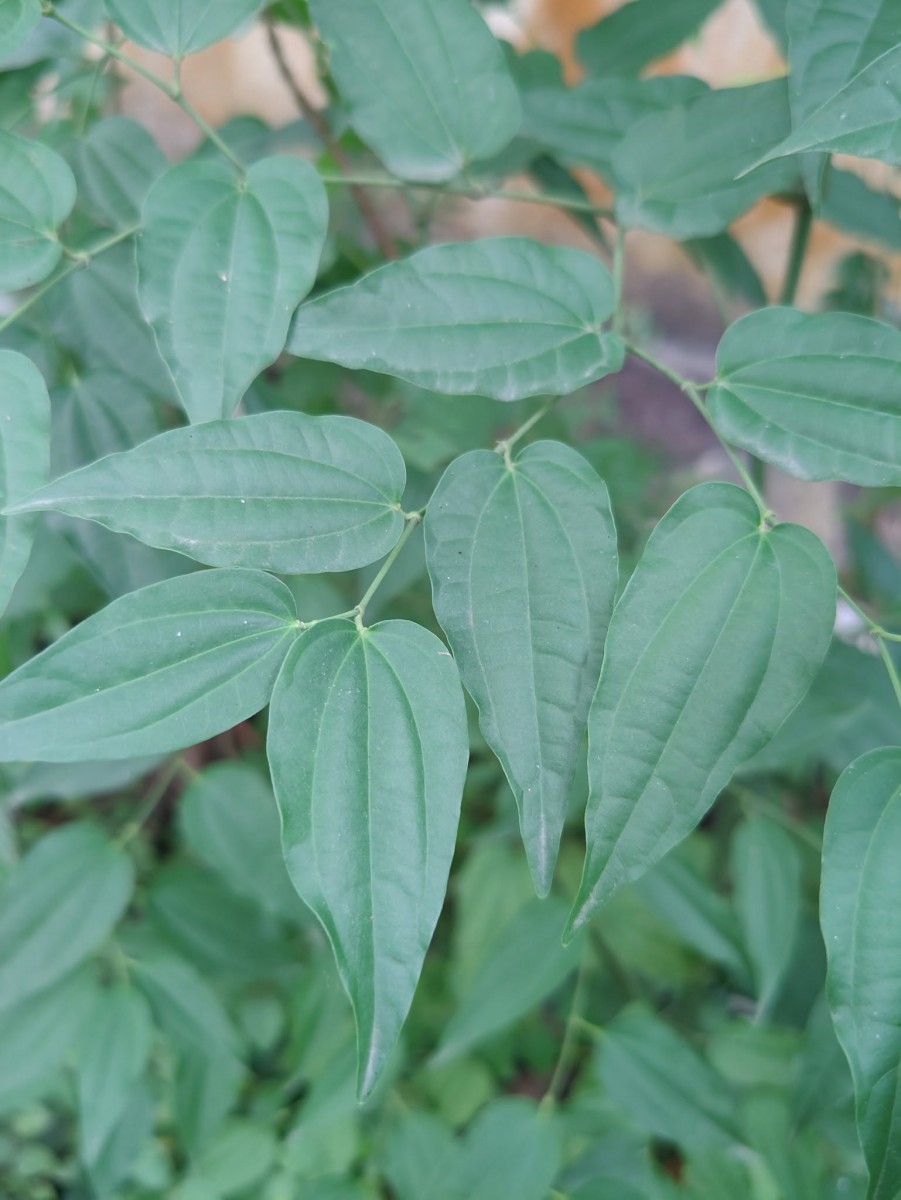 Piper cubeba L.f.