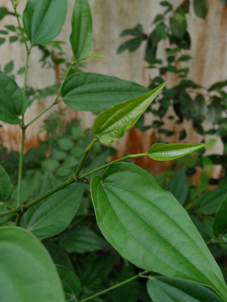 Piper cubeba L.f.