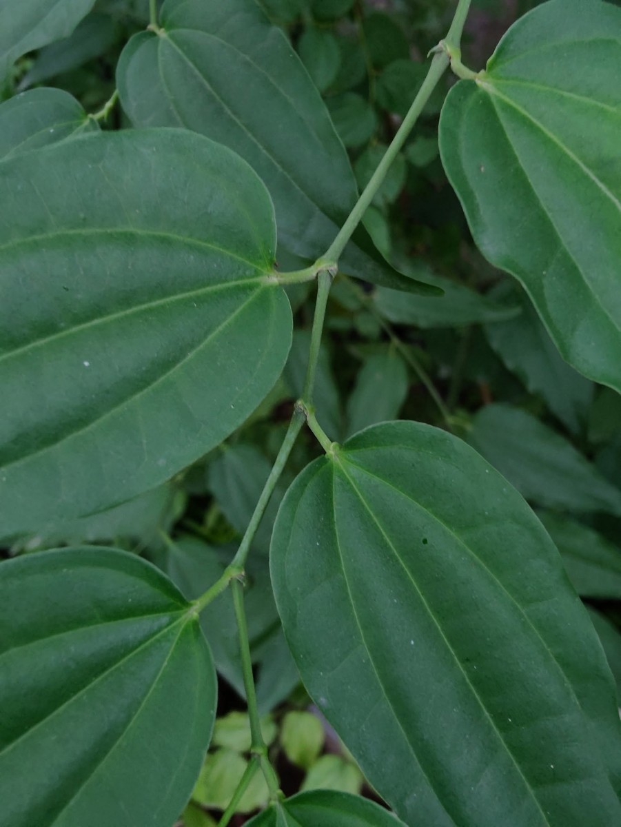 Piper cubeba L.f.