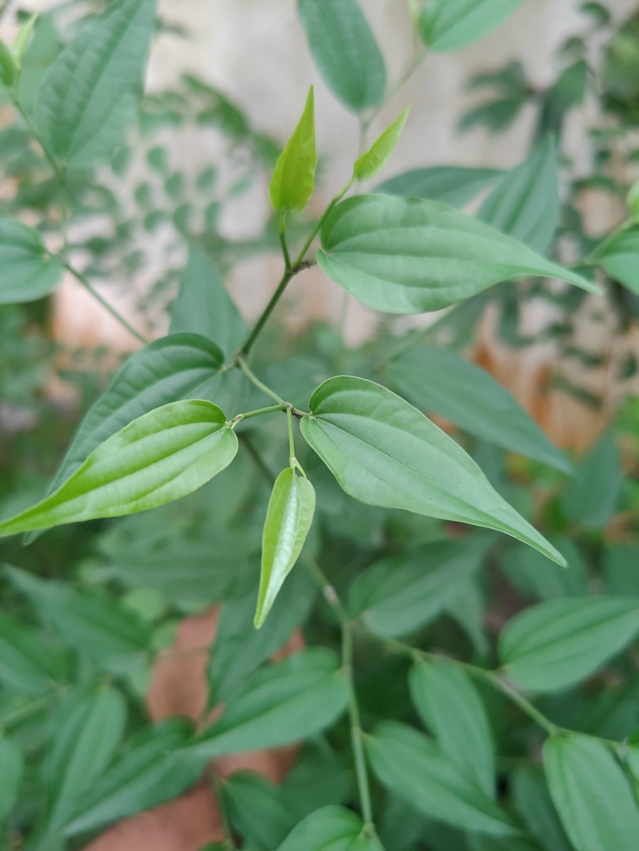 Piper cubeba L.f.