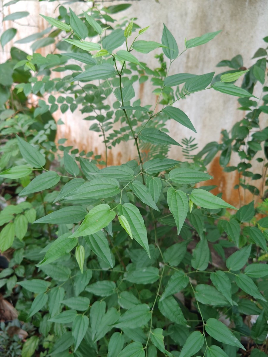 Piper cubeba L.f.