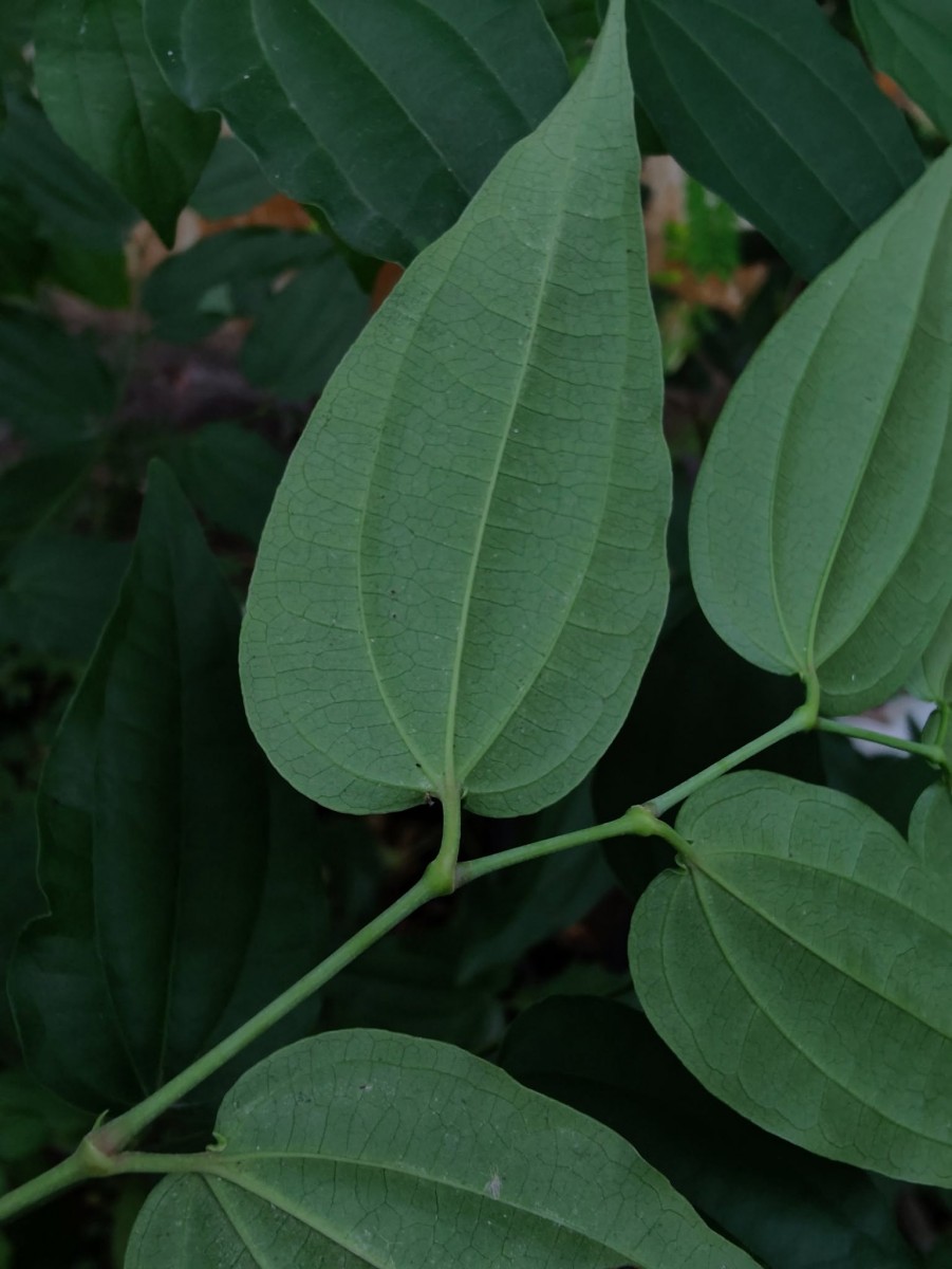 Piper cubeba L.f.