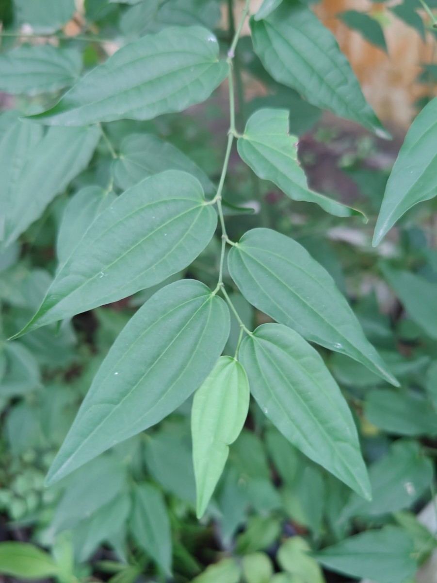 Piper cubeba L.f.