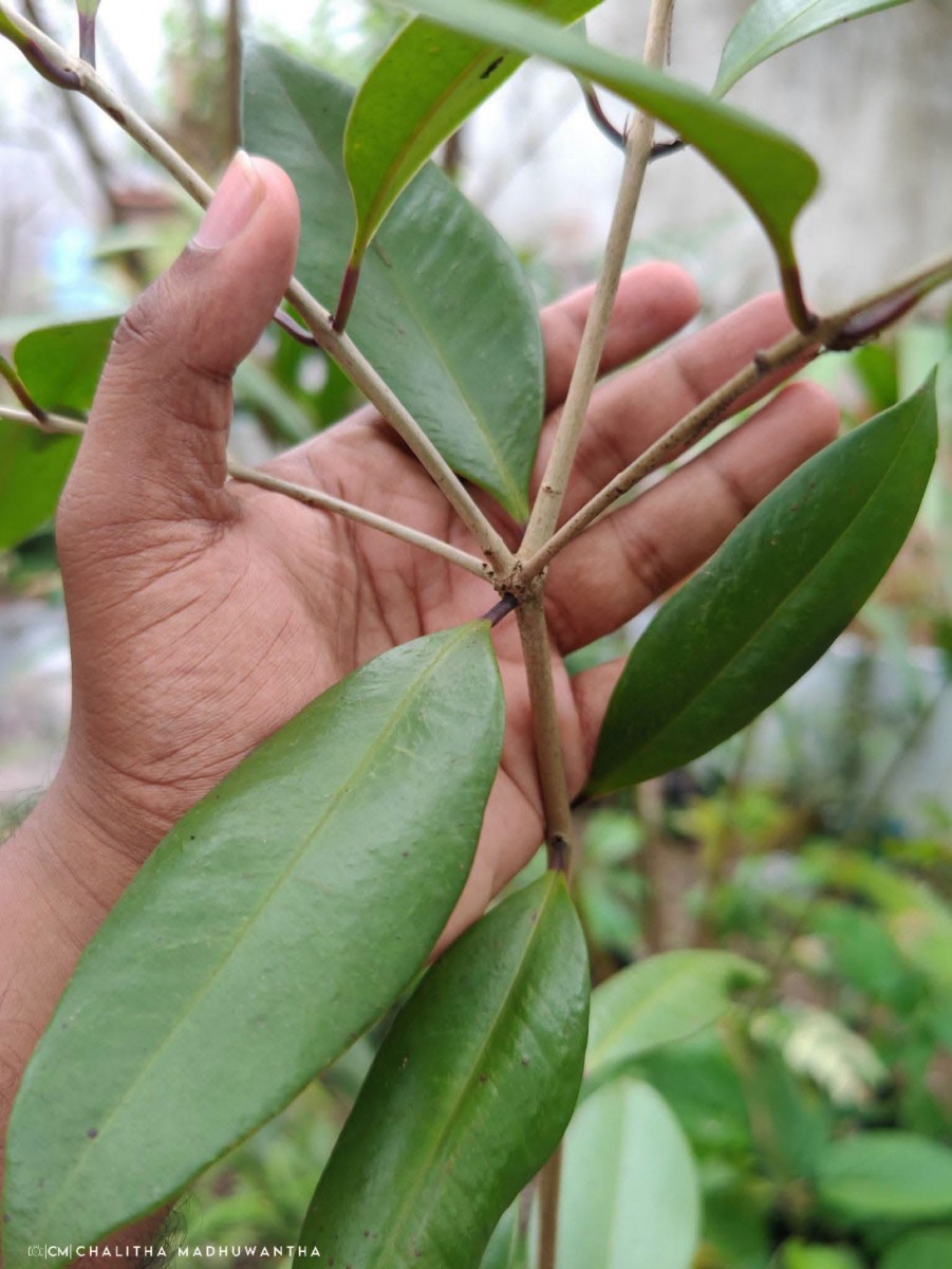 Syzygium aureum Jayasinghe