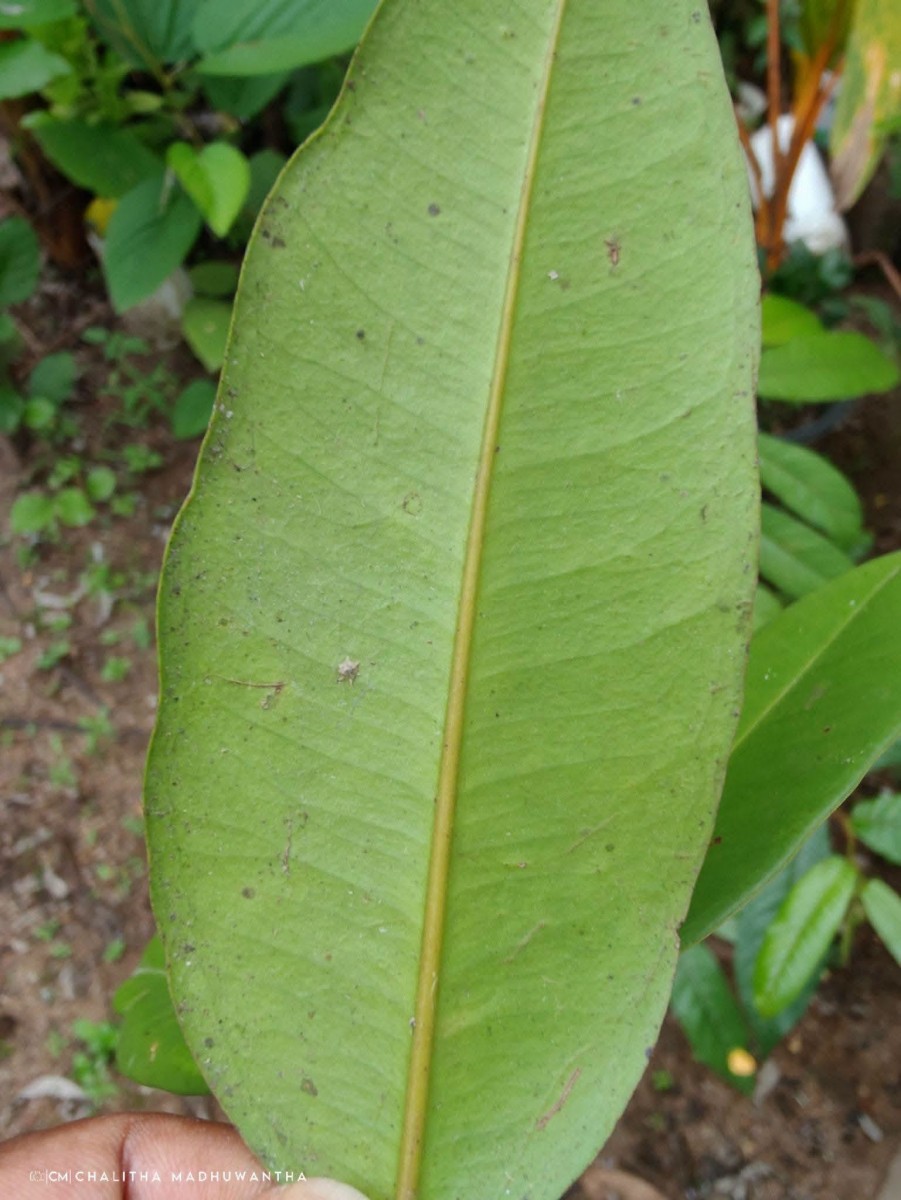 Syzygium aureum Jayasinghe