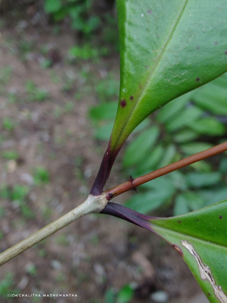 Syzygium aureum Jayasinghe