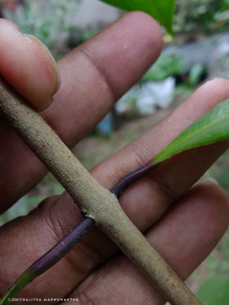 Syzygium aureum Jayasinghe