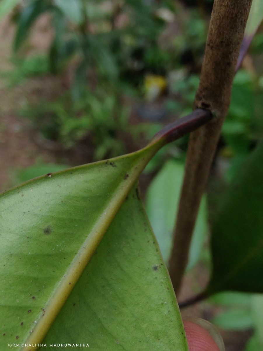 Syzygium aureum Jayasinghe