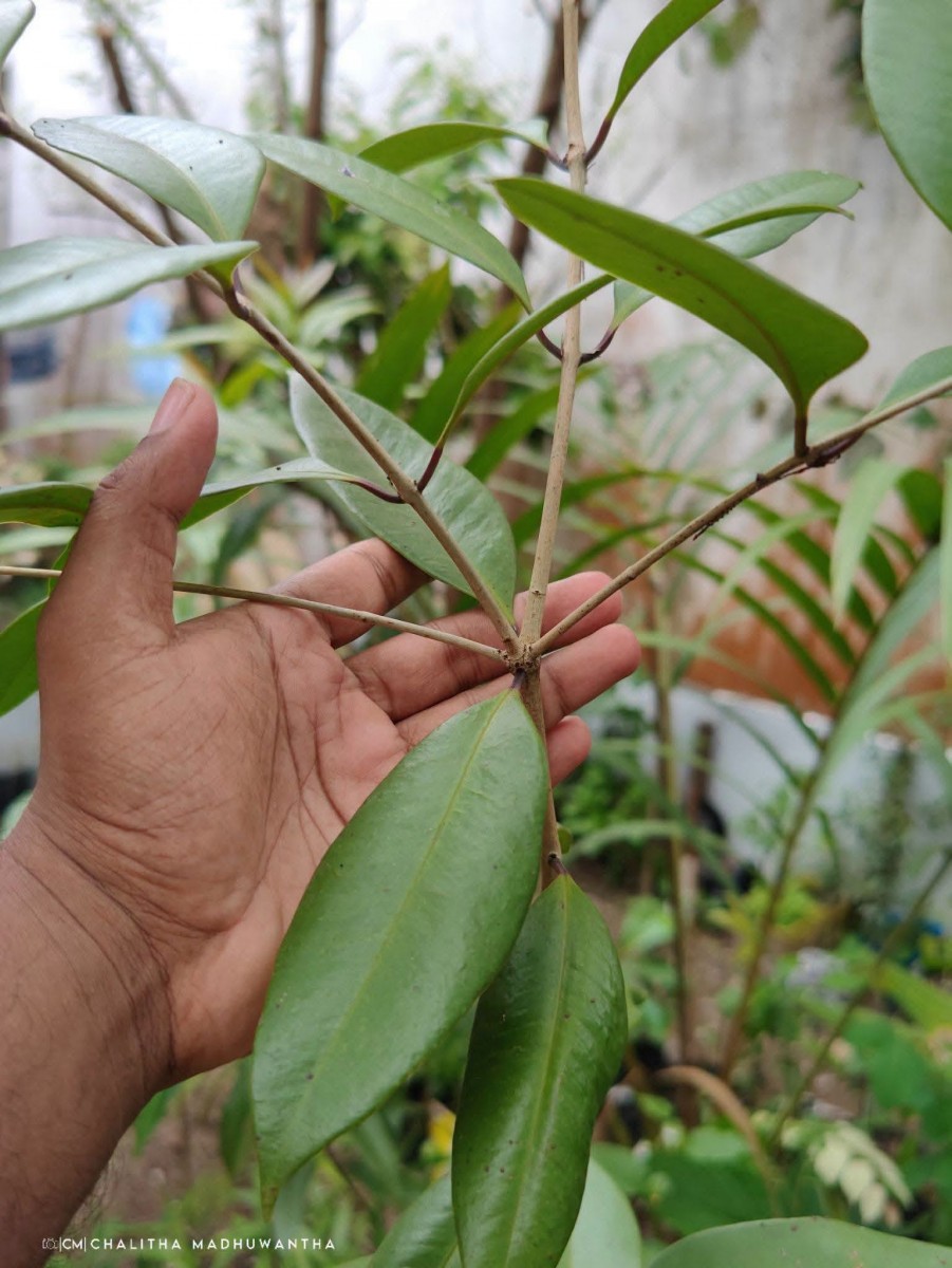 Syzygium aureum Jayasinghe