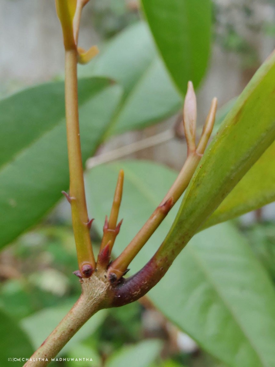 Syzygium aureum Jayasinghe