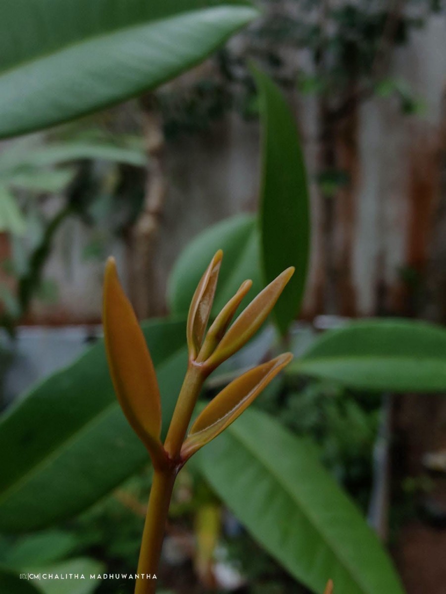 Syzygium aureum Jayasinghe