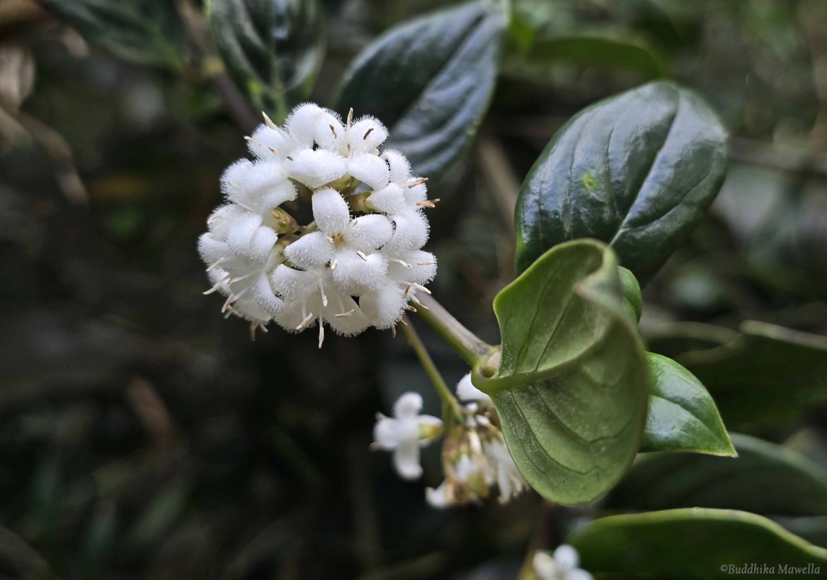 Hedyotis tridentata Ridsdale