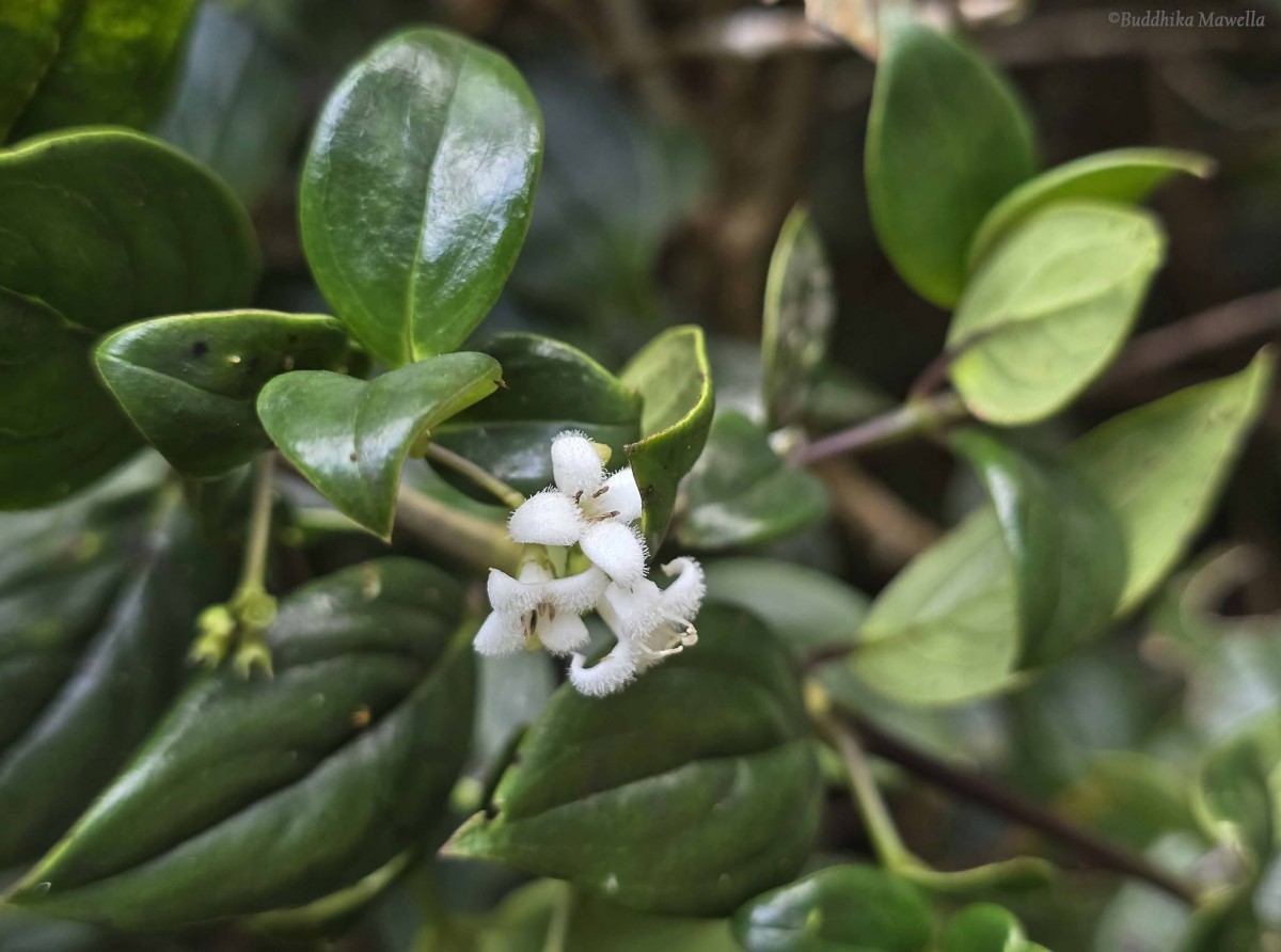 Hedyotis tridentata Ridsdale